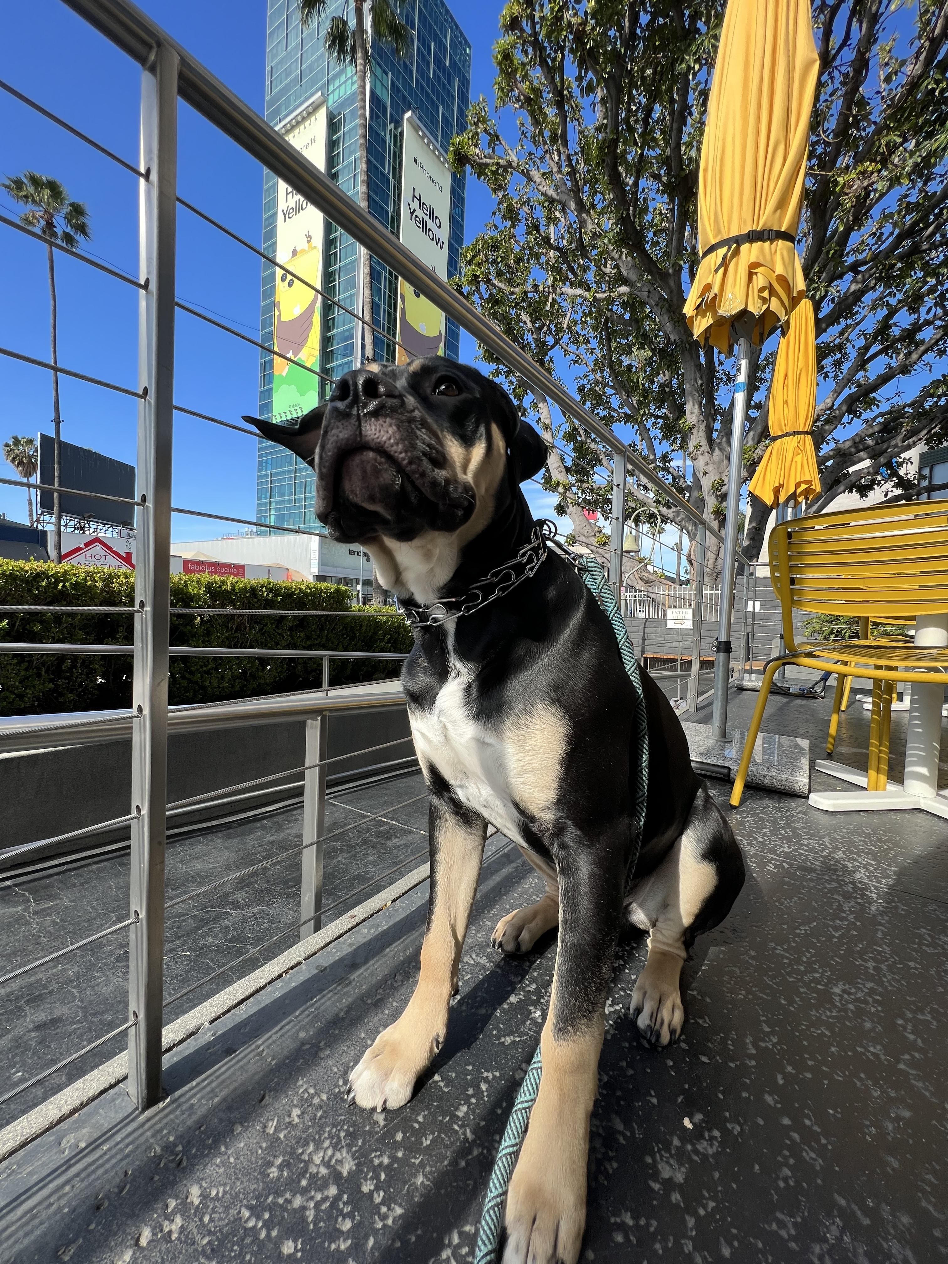 Oso, a black and tan Cane Corso sitting outside in the sun